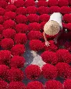 VIETNAM (4).webp